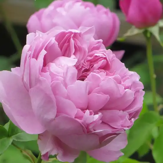 Trandafiri englezești - Trandafiri - Charles Rennie Mackintosh - 